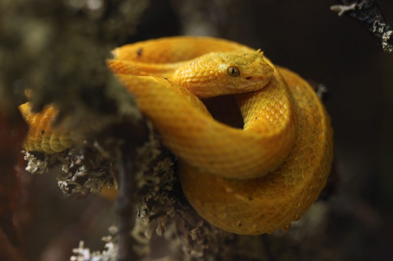 Eyelash Viper snake - poisonous